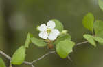 Yellowleaf hawthorn